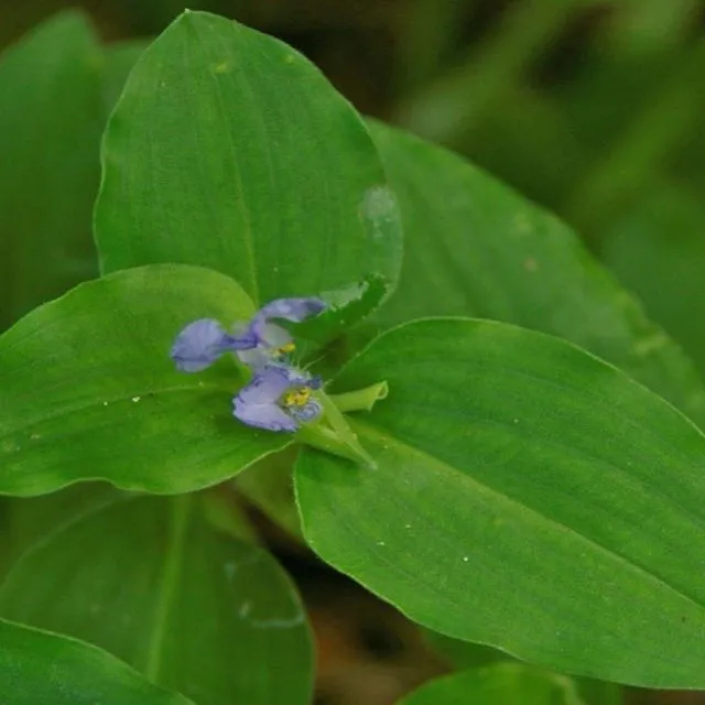 thumbnail for publication: Biology and Management of Benghal Dayflower (Commelina benghalensis) in Ornamental Crop Production